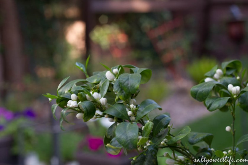 Calamondin Orange Blossoms (also called Calamansi Lime) 