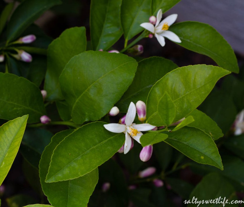 Meyer Lemon Blossoms